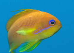 Female Anthias shot in mid water above the wreck of the K... by Paul Colley 